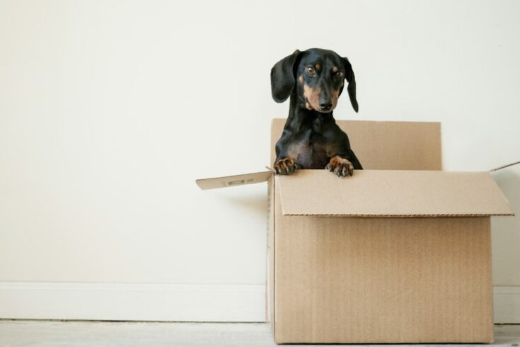 How Professional Removal Companies Simplify Moves